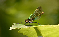 Banded demoiselle (female, Calopteryx splendens)